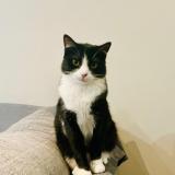 Picture of cat lost at Perpignan