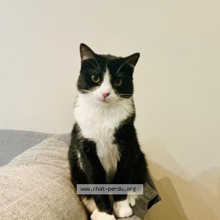 Photo 1/1 Chanelle Chat lost in Perpignan