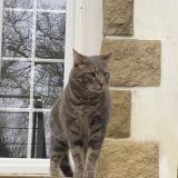 Picture of cat lost at Le Relecq Kerhuon