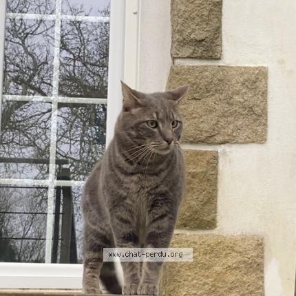 Photo 1/1 Topaze Chat lost in Le relecq kerhuon