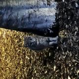 Picture of cat found at La Rochelle