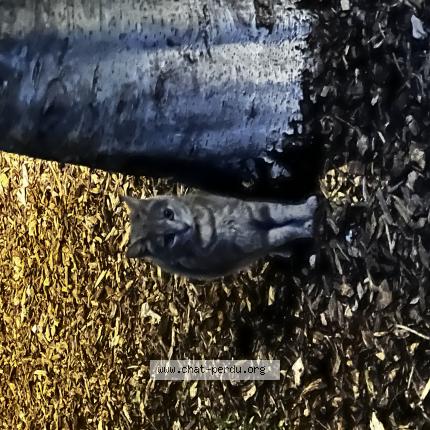 Photo 1/1 Found cat Found in La rochelle