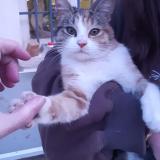 Picture of cat found at Mouy
