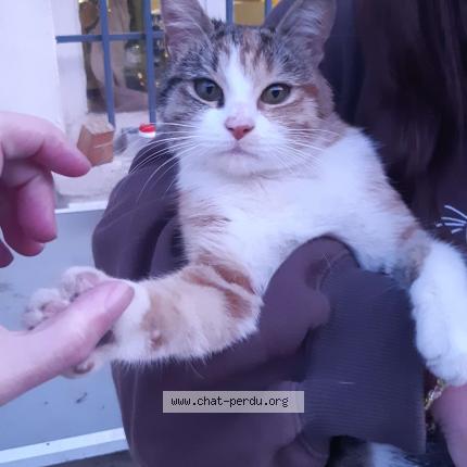 Photo 1/1 Found cat Found in Mouy