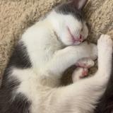 Picture of cat lost at Meyrin