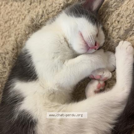 Photo 1/1 Denzo Chat lost in Meyrin