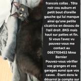 Picture of cat lost at Sorigny