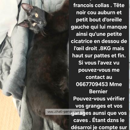 Photo 1/1 Karis Chat lost in Sorigny