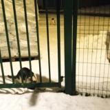 Picture of cat lost at Maromme