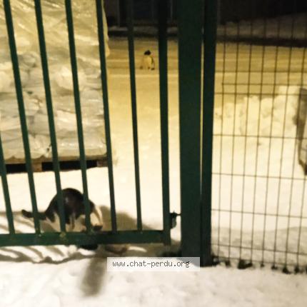 Photo 1/1 Mistigri Chat lost in Maromme