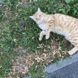 Picture of cat lost at Rubelles France