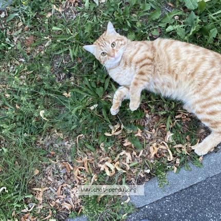 Photo 1/1 Kiiro Chat lost in Rubelles france
