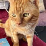 Picture of cat lost at Plouzane