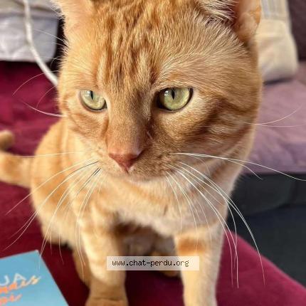 Photo 1/1 Shiky Chat lost in Plouzane