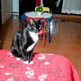 Picture of cat lost at Maipu