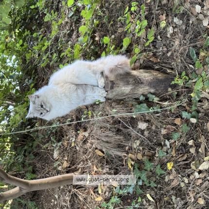 Photo 1/1 Blanchette Chat lost in Cadiere d azur