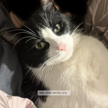 Photo 1/1 Senku Chat lost in Corminboeuf