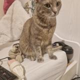 Picture of cat lost at Grenoble