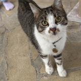 Picture of cat lost at Coubron