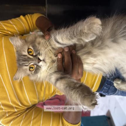 Photo 1/1 Found cat Found in Thane