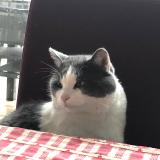 Picture of cat lost at Amiens