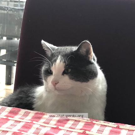 Photo 1/1 Pirate Chat lost in Amiens