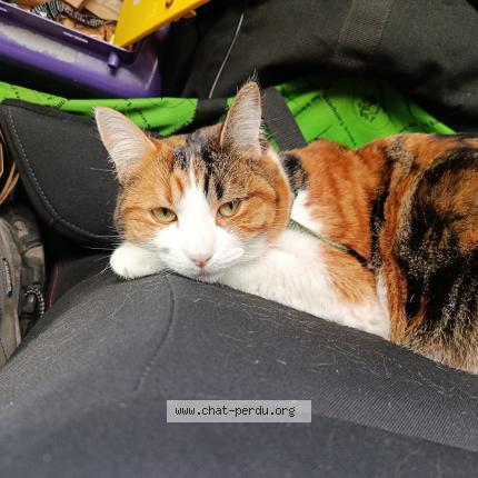 Photo 1/1 Zora Chat lost in Gignac la nerthe