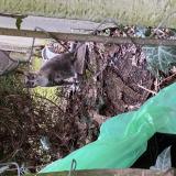 Picture of cat found at Rennes