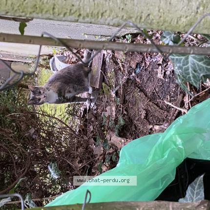 Photo 1/1 Found cat Found in Rennes