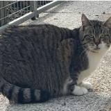 Picture of cat lost at Saint Aignan De Grandlieu