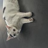 Picture of cat lost at Onnaing