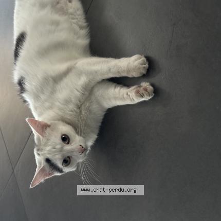 Photo 1/1 UBY Chat lost in Onnaing