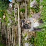 Picture of cat lost at Le Cannet