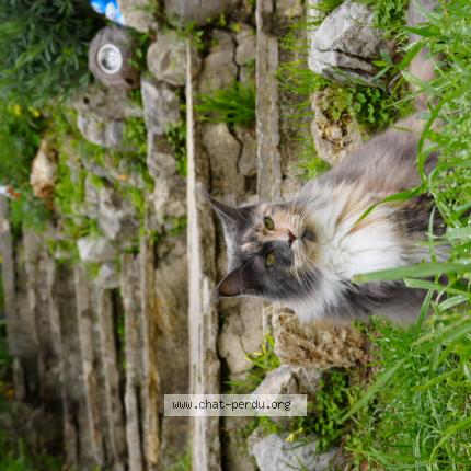 Photo 1/1 Matit Chat lost in Le cannet