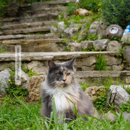 Photo 1/1 Matit Chat lost in Le cannet