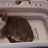 Picture of cat lost at Maille