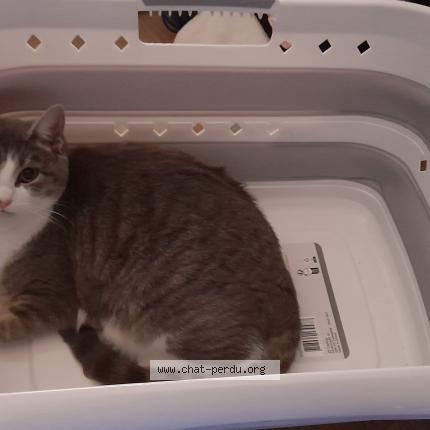 Photo 1/1 Booby Chat lost in Maille