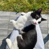 Picture of cat found at Eysines