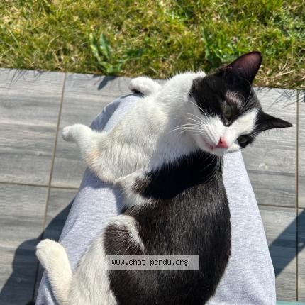 Photo 1/1 Found cat Found in Eysines