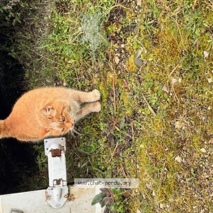 Photo 1/1 Found cat Found in Mions