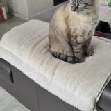 Picture of cat lost at Berrwiller