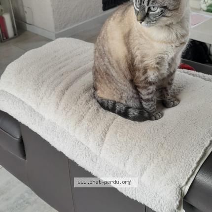 Photo 1/1 Nico Chat lost in Berrwiller