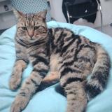 Picture of cat lost at Bruguieres