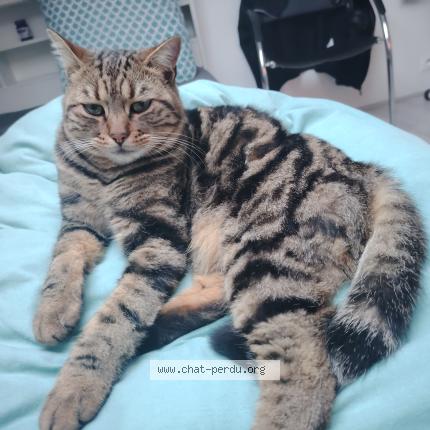 Photo 1/1 Alvine Chat lost in Bruguieres