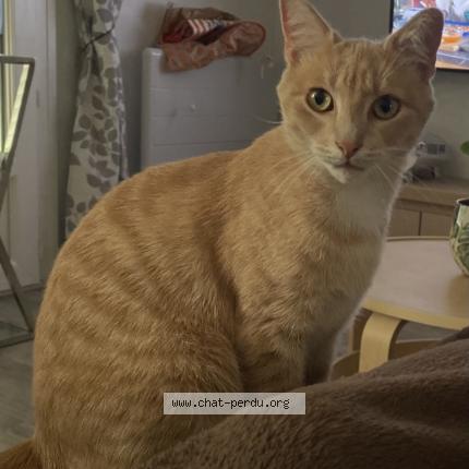 Photo 1/1 Philou Chat lost in Chipilly