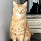 Picture of cat lost at Bry Sur Marne