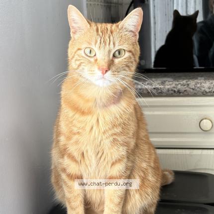 Photo 1/1 Volt Chat lost in Bry sur marne