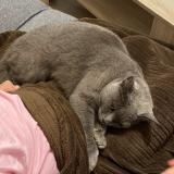 Picture of cat lost at Mellery