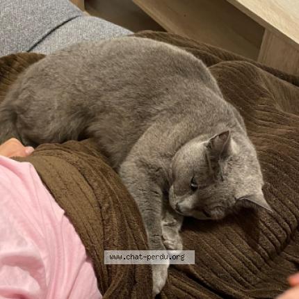 Photo 1/1 Cleo Chat lost in Mellery