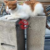 Picture of cat lost at Volgelsheim